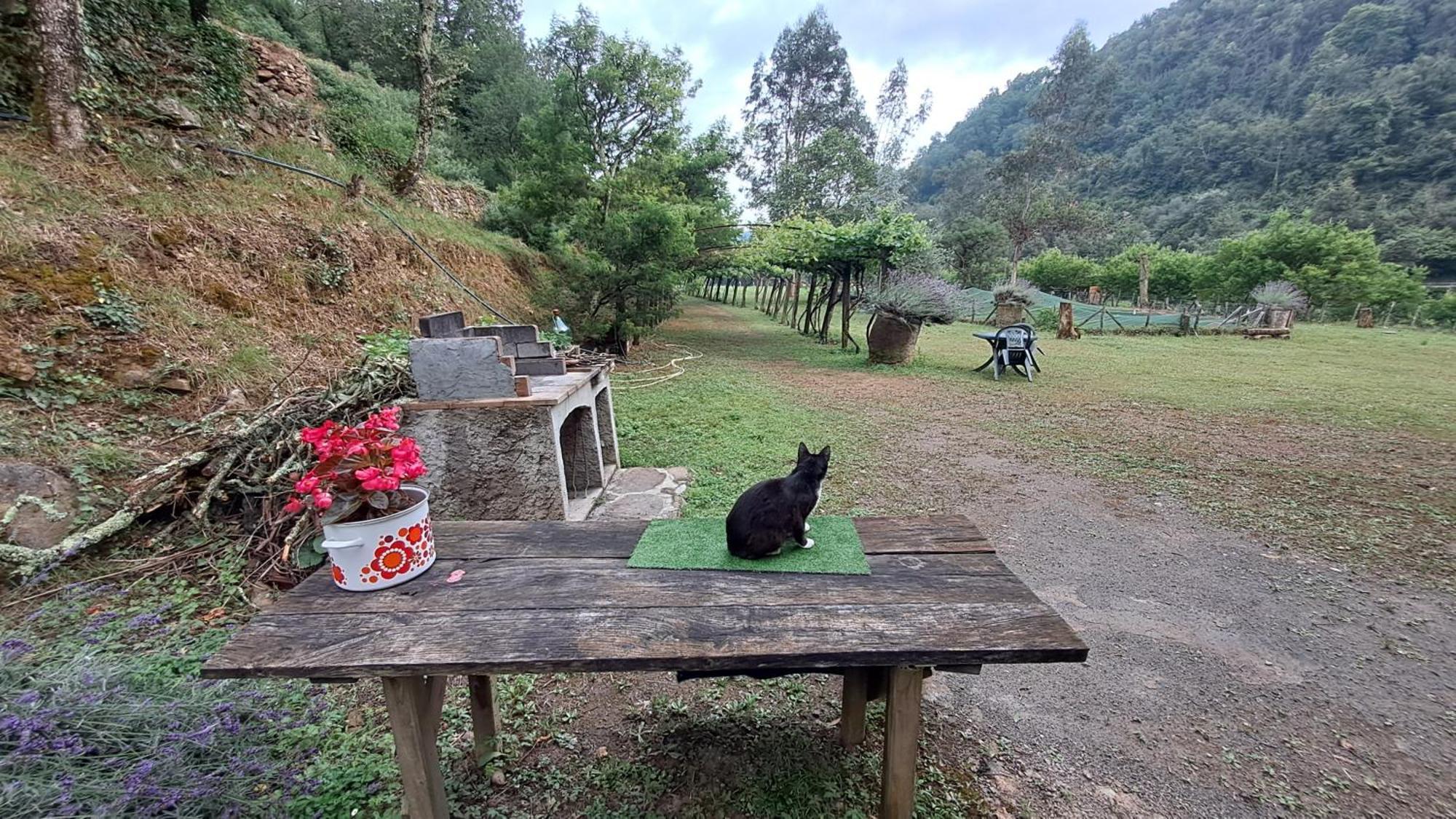 Agricamping Ponteraggio N.1 Hotel Dolceacqua Buitenkant foto
